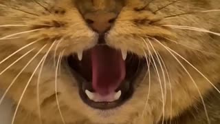 Cat gets furious over a snake