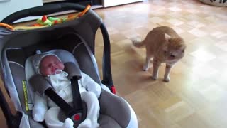 cat meets baby forfirst time