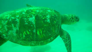 Young Green Sea Turtle