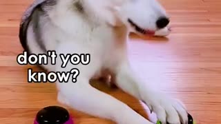 DOG ANSWERING QUESTION