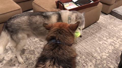 Dogs engage in laziest game of tug-of-war ever