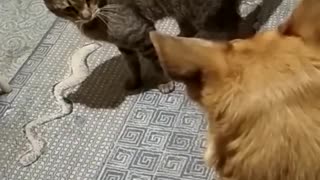 brutal attack of a cat on a dog