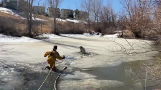 Firefighter rescues dog from frozen pond