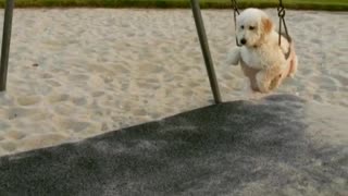 Pooch Plays at the Park