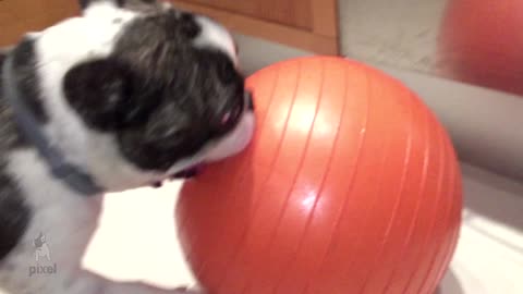 French Bulldog obsessed with big orange ball