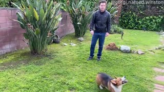 Corgi Plays Catch and Throws the Ball Back