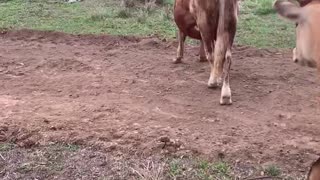 Pet Cows Playing Around