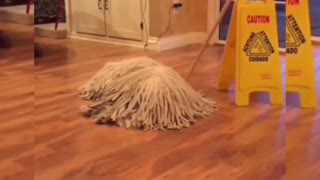 Dog looks like a mop