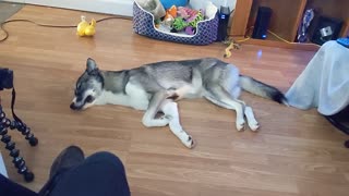 Dreaming husky twitches like animatronic robot during nap