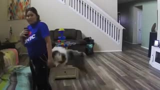 Jealous pup knocks over owner when she pets other dog