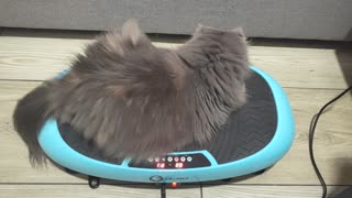 Morning Exercise: Fat Cat loves to Shake (Vibrating Plate)