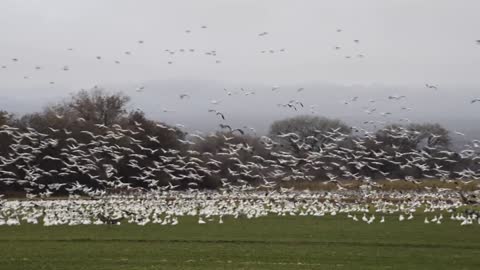 Sandhill Cranes Take Flight