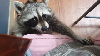 Pet raccoon adorably begs owner for treats