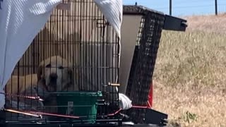Sweet dog chills in dog bed on back of truck