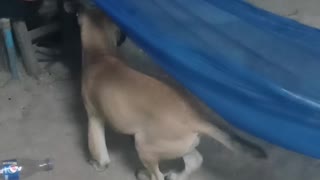 Cute Puppy Climbs into Hammock to Rest