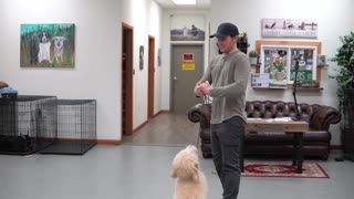 5 min Dog training