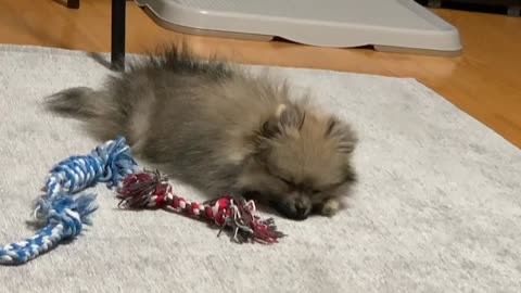 Sable Pomeranian is falling in asleep