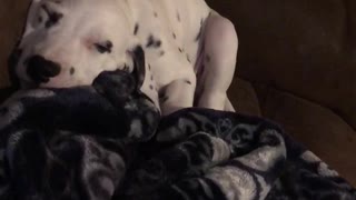 Nervous cat checks out sleeping Dalmatian puppy