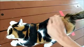Petting Cute Cat