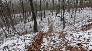 Woods Stroll 1