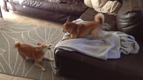 shiba inu dogs playing magpie