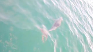 Play around with dolphins up close