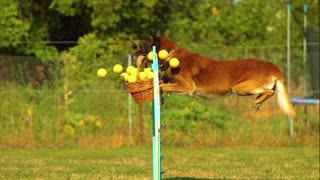 Dog jumping with balls slow mo