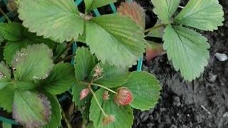 A bush of delicious strawberries.