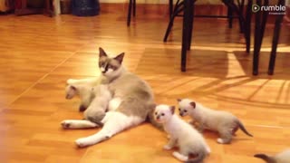 Mother cat and her six children kitten