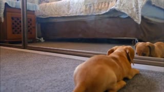 Puppy playing with himself in front of mirror