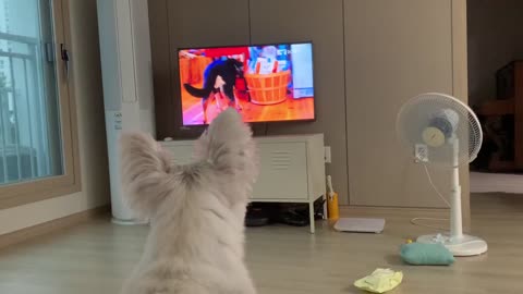 Puppy puzzled by watching TV.