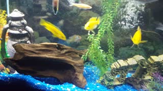 My African cichlid aquarium
