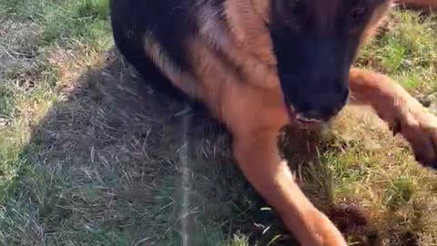 German Shepard goes absolutely crazy for garden hose