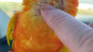 Parrot Almost Falls Getting Scratches