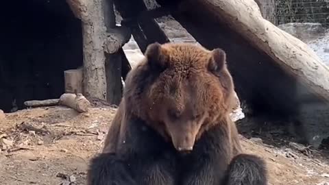 Cute grizzly bear playing alone