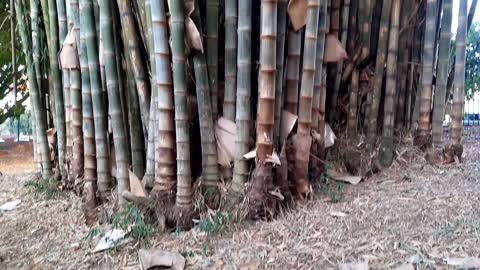 Beautiful bamboo grove, God's gift!