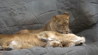 Lion Lick fur care smooch zoo Big cat Dangerous
