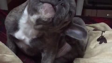 Adorable French Bulldog in slow motion