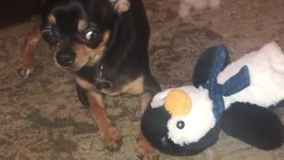 Angry dog guilty of destroying stuffed animal