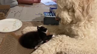 Tiny Kitten Versus Huge Pyredoodle