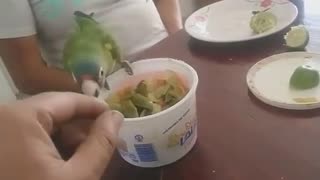 Showdown with a parrot