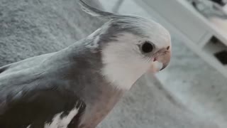 Cockatiel plays the most flawless game of peekaboo ever