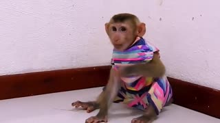 Funny monkey vs Cat 2022