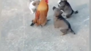 Puppies Playing With Chicken