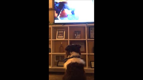Border Collie Loves Watching Other Dogs On TV