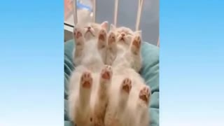 Funny animal videos: cats and dogs - part 1