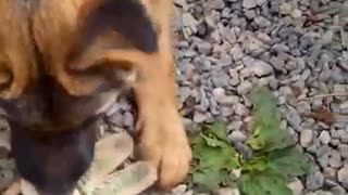 German shepherd playing with a glove