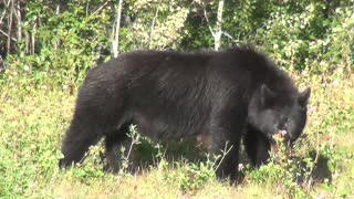 Mother Black Bear and Its Baby Become Vegetarian?