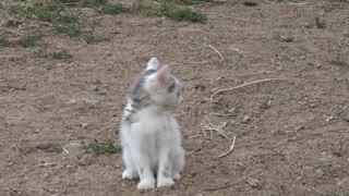 Cute Farm Kitten