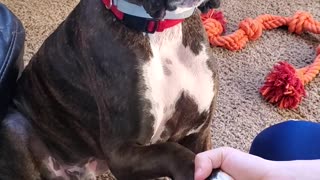 Happy Dog Gives Handshake with a Smile